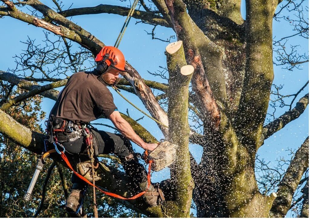 Baumpflege Baumschnitt Hagen