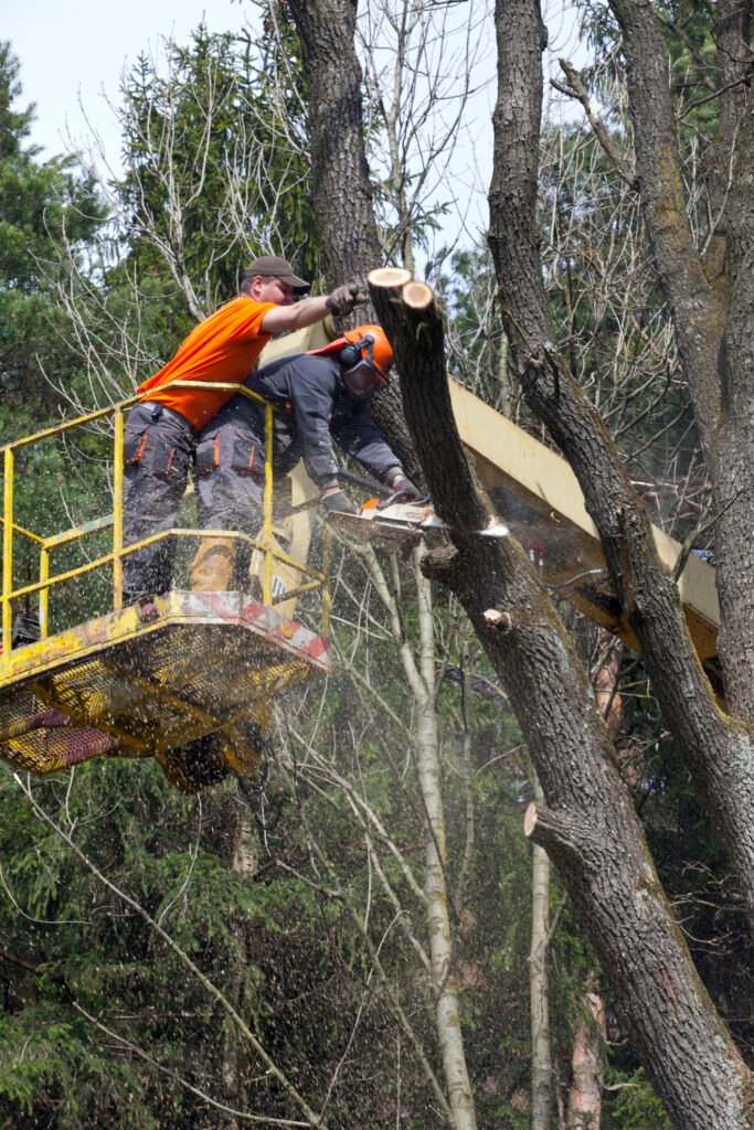 Baumpflege Baumkontrolle Hagen